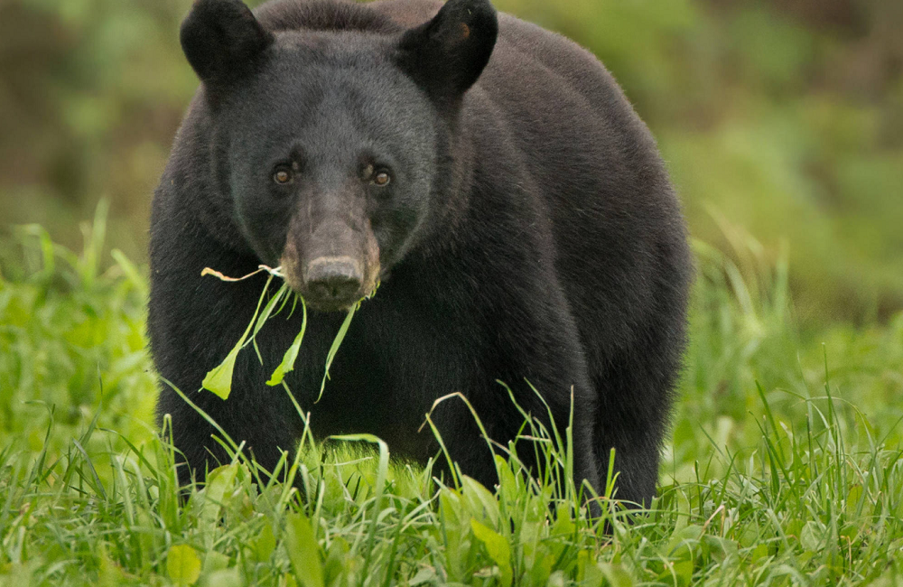 Louisiana black bear